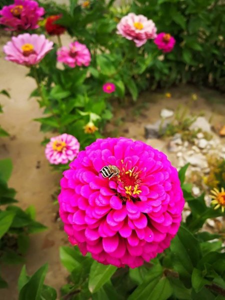 zinnia2