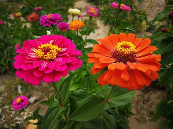 zinnia3