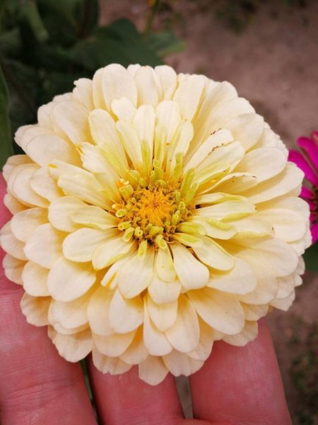 zinnia4