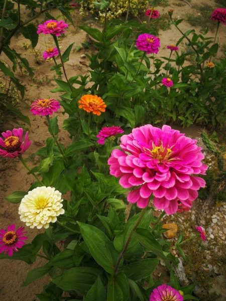 zinnia8