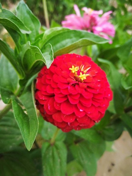 zinnia9