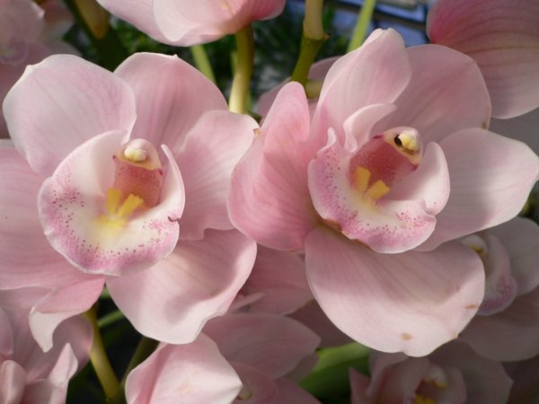 nyerj belépőt az orchidea kiállításra