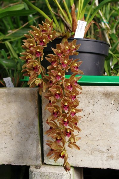 cymbidium