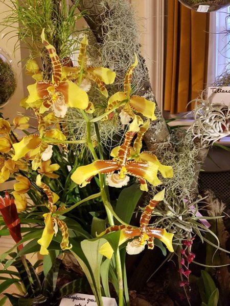 orchidea-kiallitas10