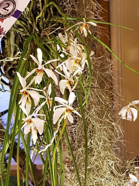 orchidea-kiallitas12