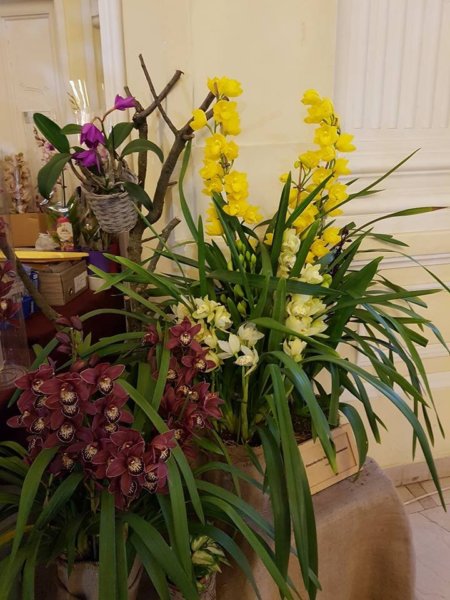 orchidea-kiallitas13