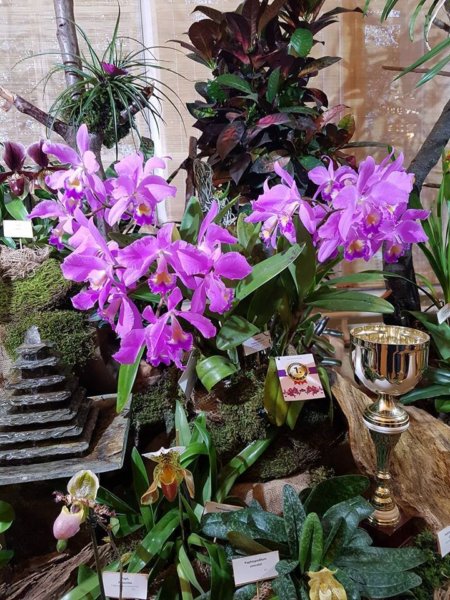 orchidea-kiallitas14