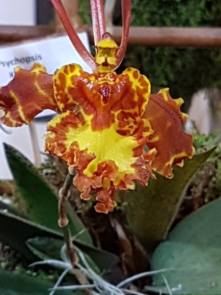 orchidea-kiallitas15