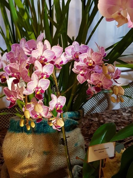 orchidea-kiallitas17