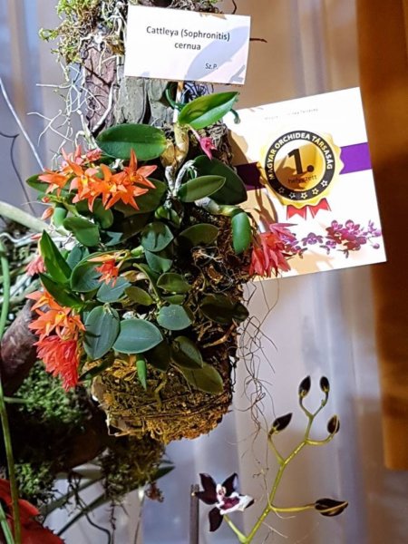 orchidea-kiallitas18