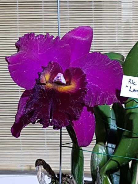 orchidea-kiallitas20