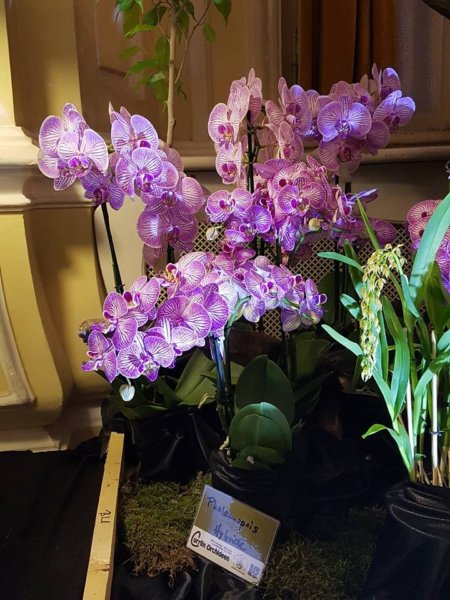 orchidea-kiallitas21