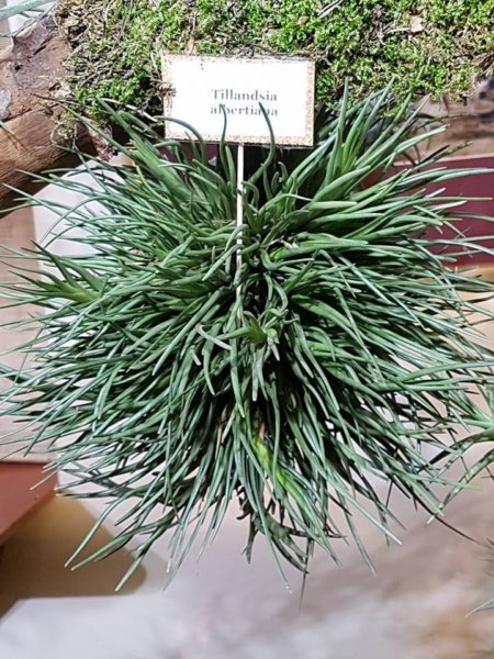 orchidea-kiallitas22