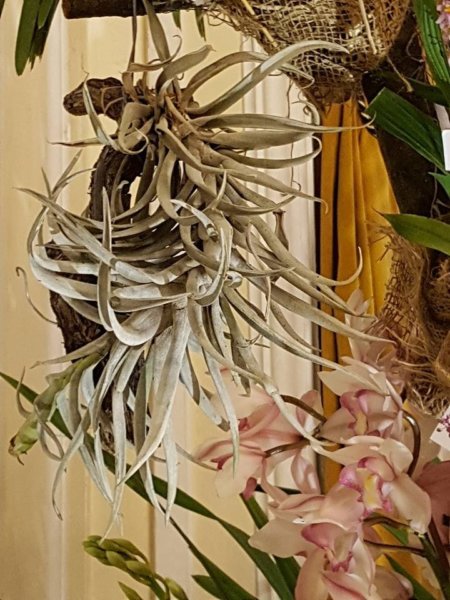 orchidea-kiallitas23