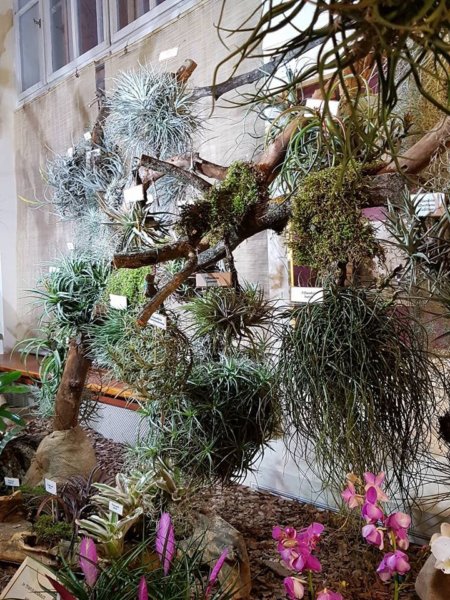 orchidea-kiallitas24