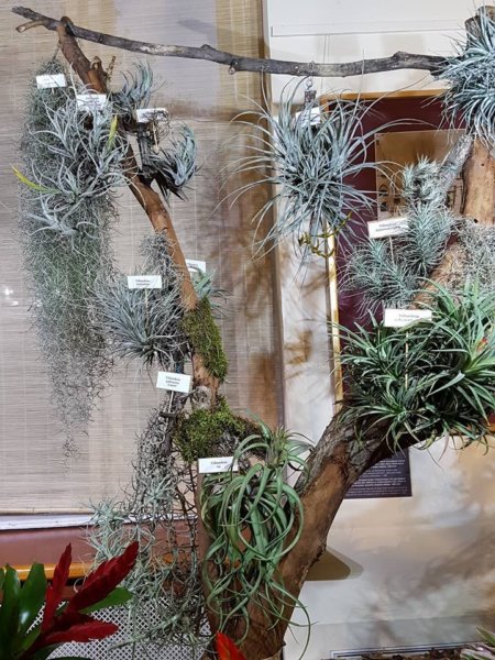 orchidea-kiallitas26