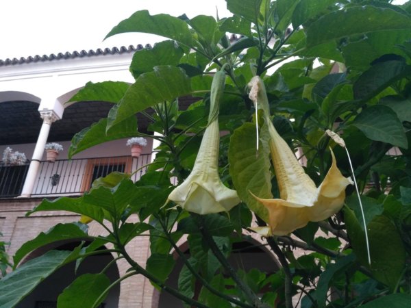 andaluzia-karacsony15