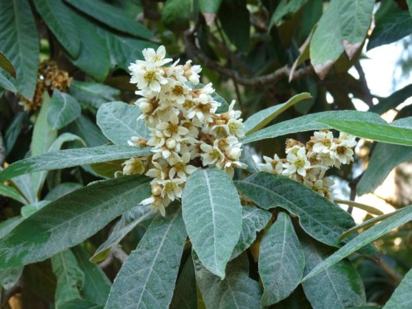 andaluzia-karacsony25