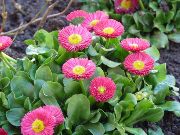 andaluzia-karacsony26