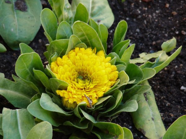 andaluzia-karacsony29