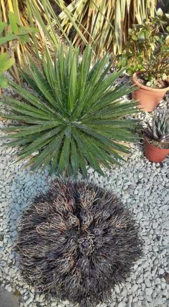 fuveszkert_februar10