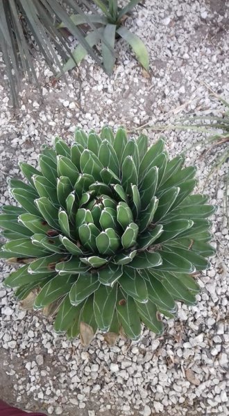 fuveszkert_februar11