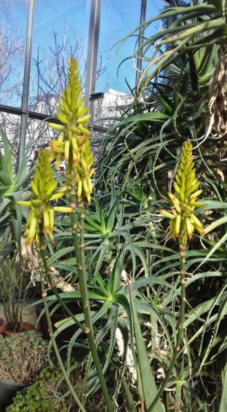 fuveszkert_februar12