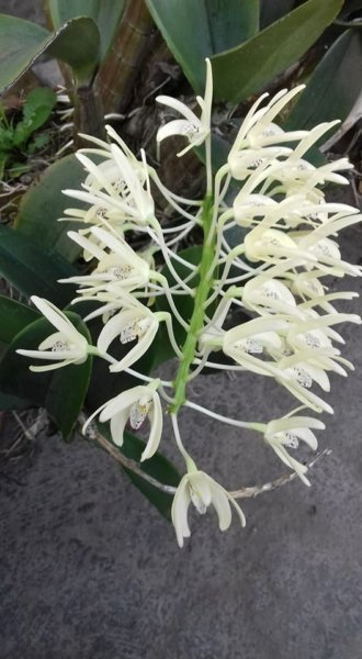 fuveszkert_februar14