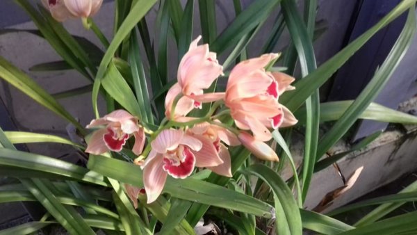 fuveszkert_februar15