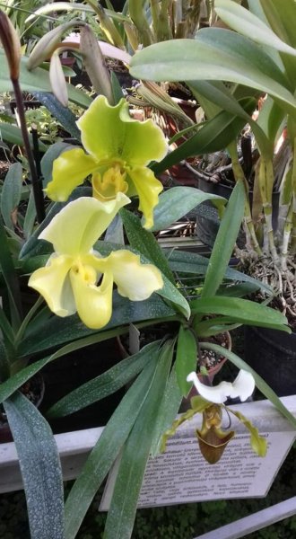 fuveszkert_februar17