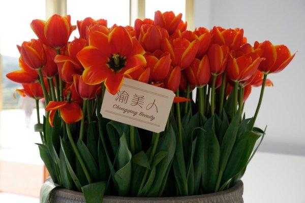 Holland virágos kert Kínában