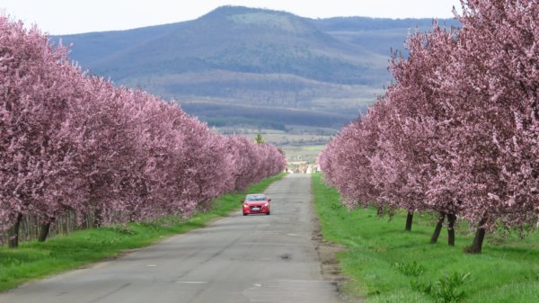 Virágzó fasor a Mátra lábánál