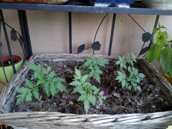 paradicsom az erkélyen