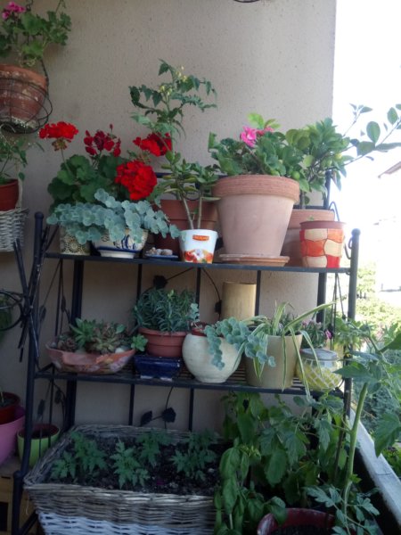 paradicsom az erkélyen