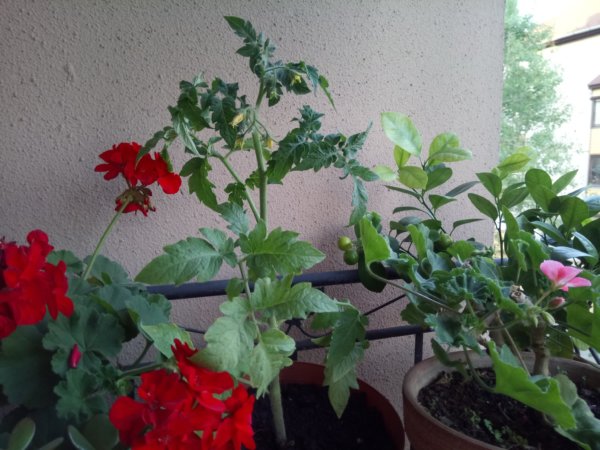 paradicsom az erkélyen