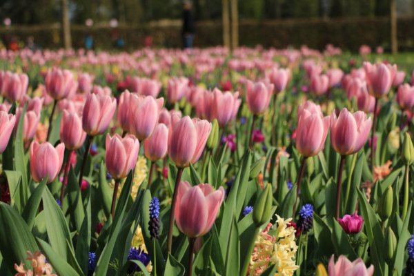 Keukenhof18_0048