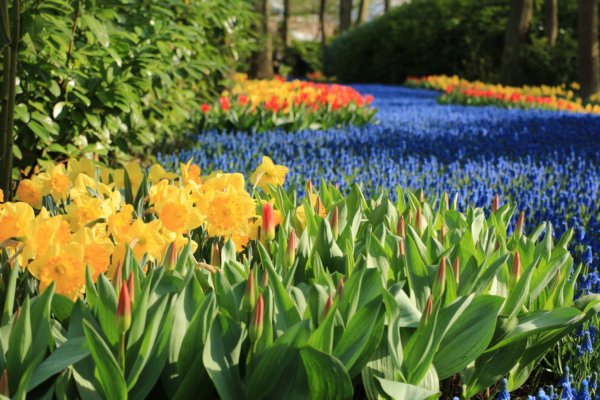 Keukenhof18_0137