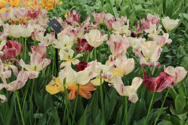 Keukenhof18_0194