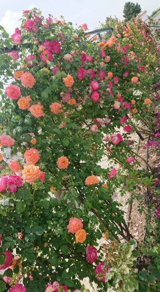 Cziráky Margit Rózsakertje