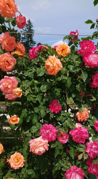 Cziráky Margit Rózsakertje