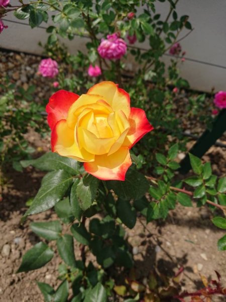 Cziráky Margit Rózsakertje