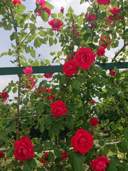 Cziráky Margit Rózsakertje