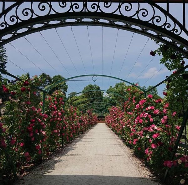 Cziráky Margit Rózsakertje