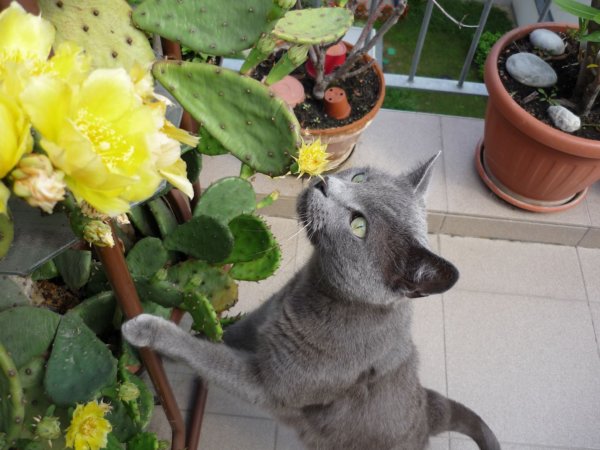 Kis kedvencek az erkélyen