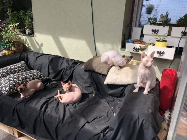 Kis kedvencek az erkélyen