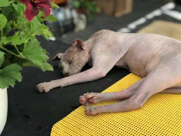 Kis kedvencek az erkélyen