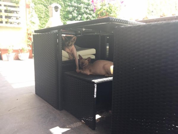 Kis kedvencek az erkélyen