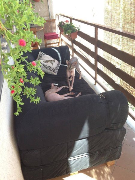 Kis kedvencek az erkélyen