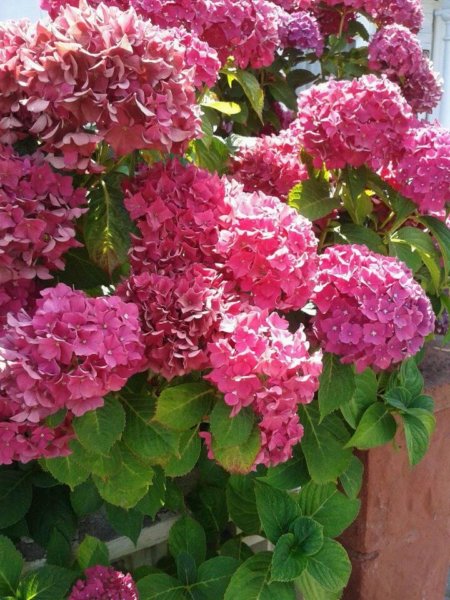 hortenzia16