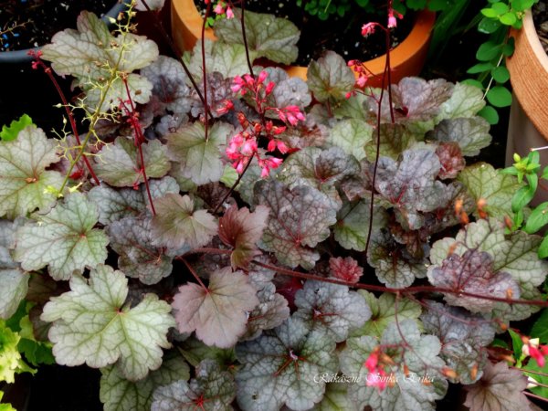 tűzeső, tűzgyöngyviág